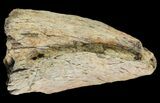Partial Theropod Toe Claw - Montana #89956-1